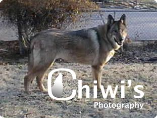 AMERICAN TUNDRA SHEPHERD DOG   4 