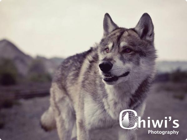 AMERIKAANSE WOLFHOND  15 