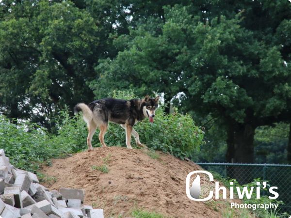 ILANA THE AMERICAN WOLFDOG  8 