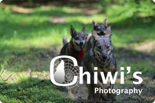 INDIAN DOGS  6 